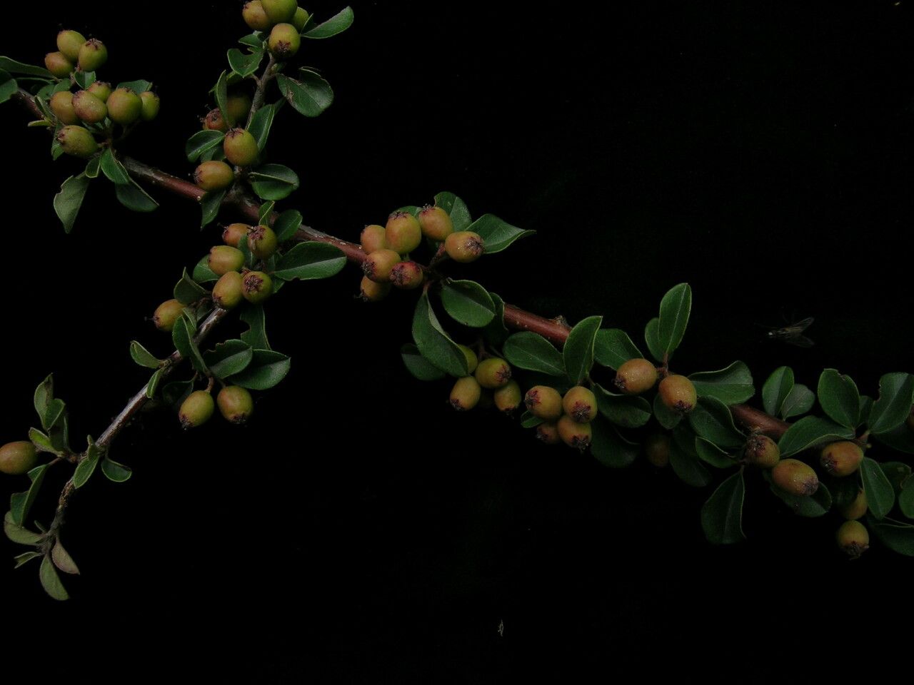 Cotoneaster buxifolius habit