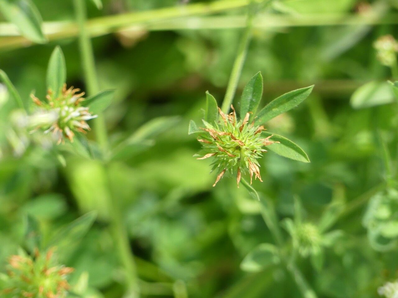 Trifolium squamosum fruit