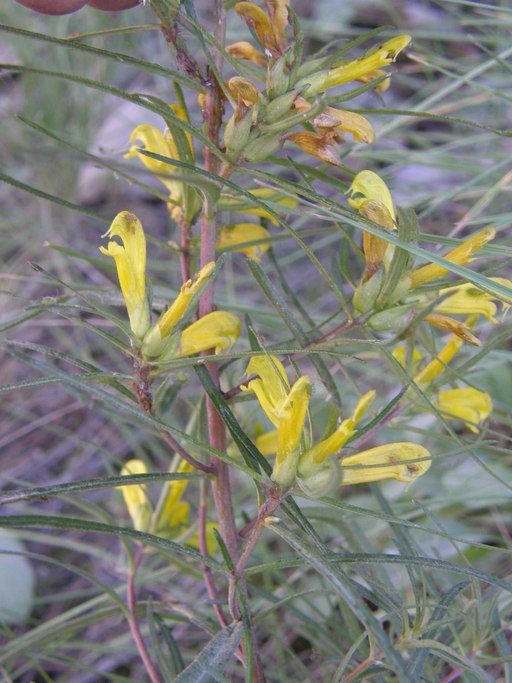 Pedicularis angustifolia habit