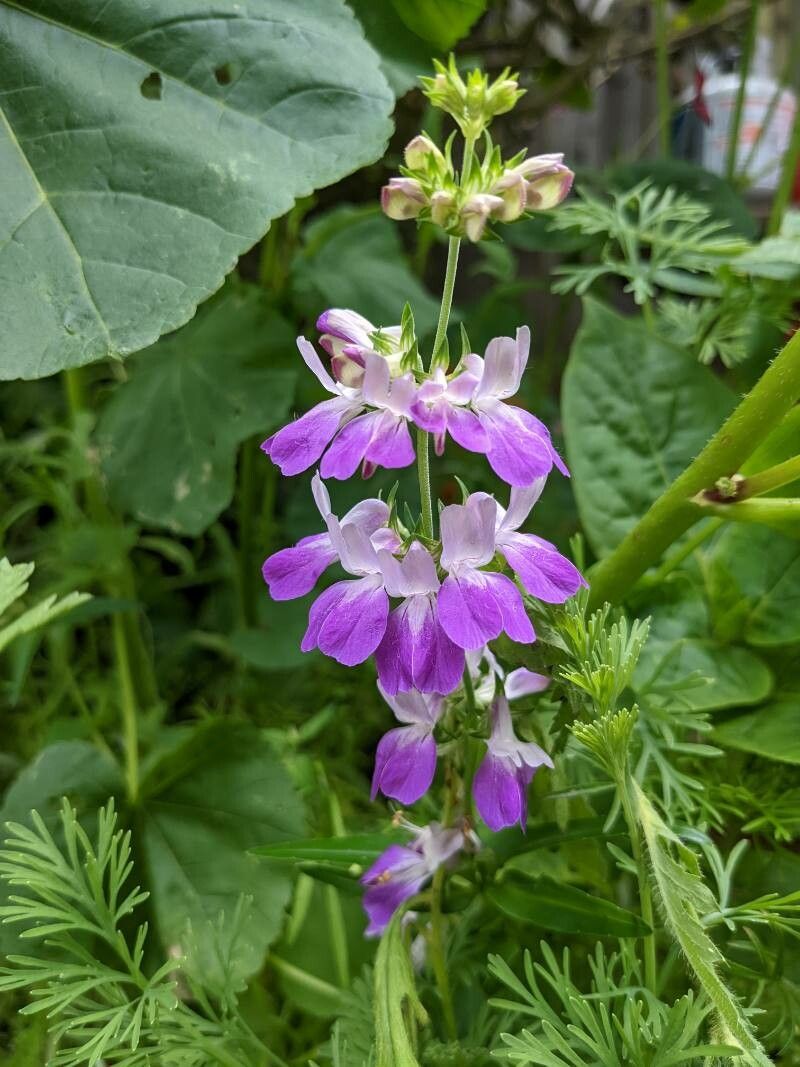 Collinsia bartsiifolia flower