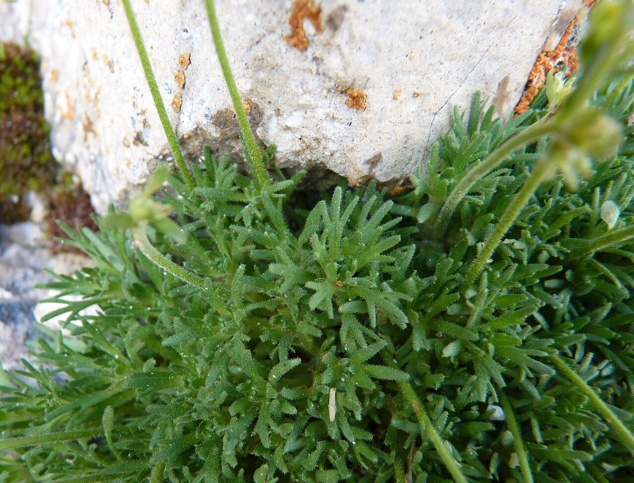 Saxifraga exarata leaf
