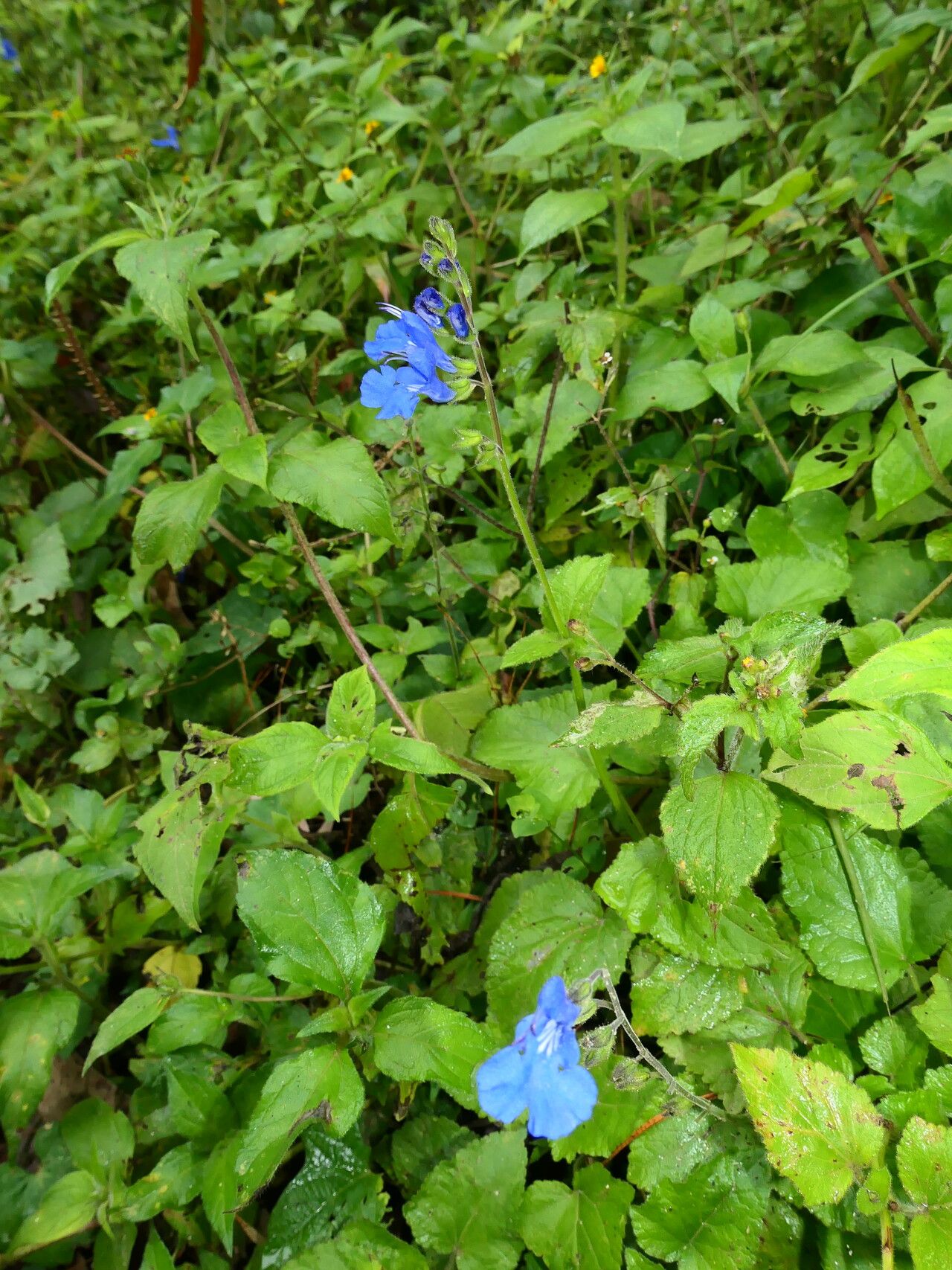 Salvia scutellarioides habit