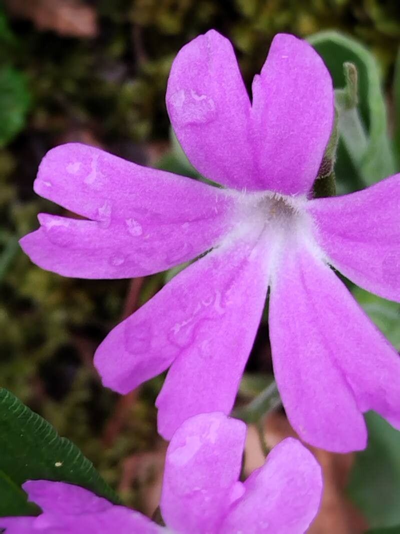 Primula kitaibeliana flower