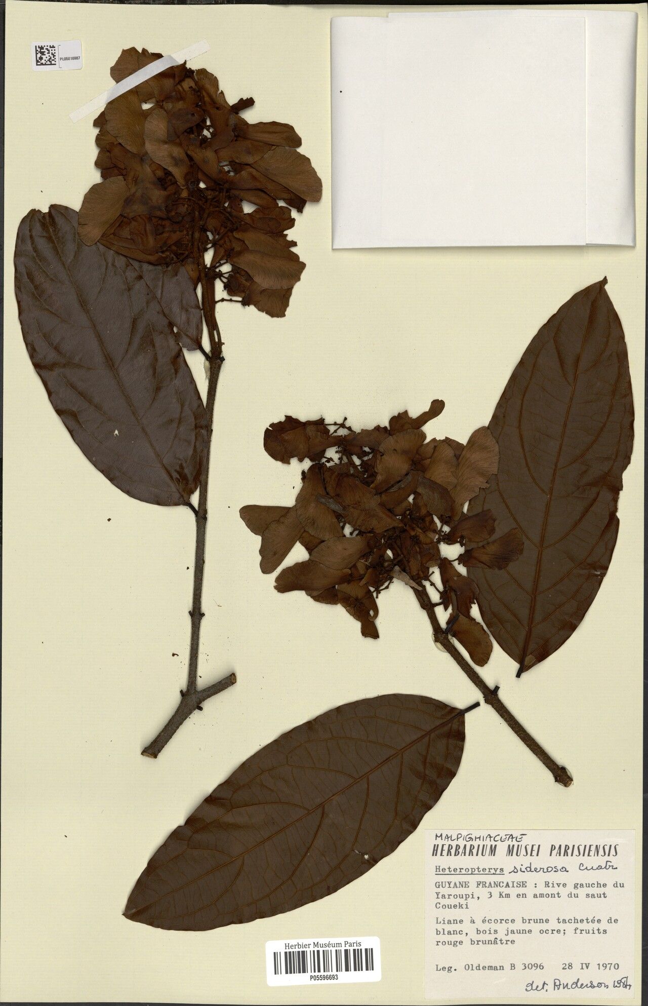 Heteropterys siderosa — houseplant care guide