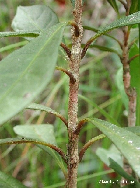 Oxera pancheri bark