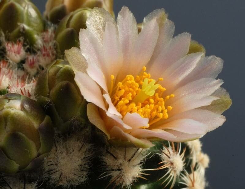 Pediocactus knowltonii flower
