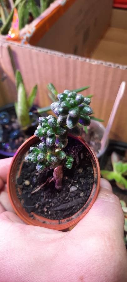 Sedum furfuraceum leaf