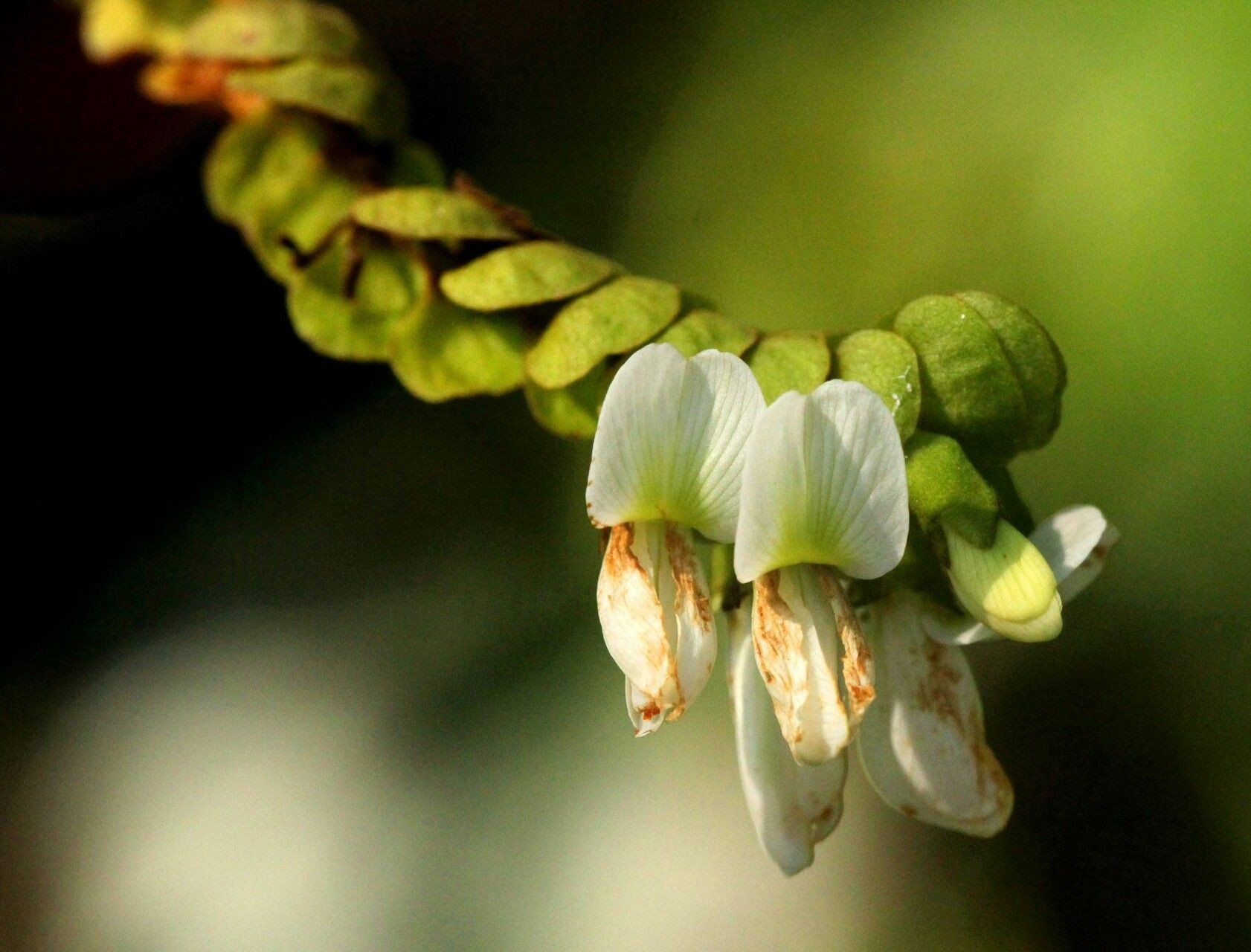 Dalbergia grandibracteata flower