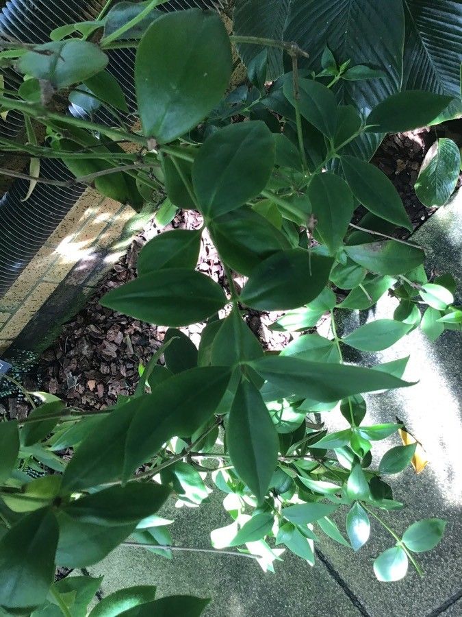 Aeschynanthus pseudohybridus — search result for 'Aeschynanthus'