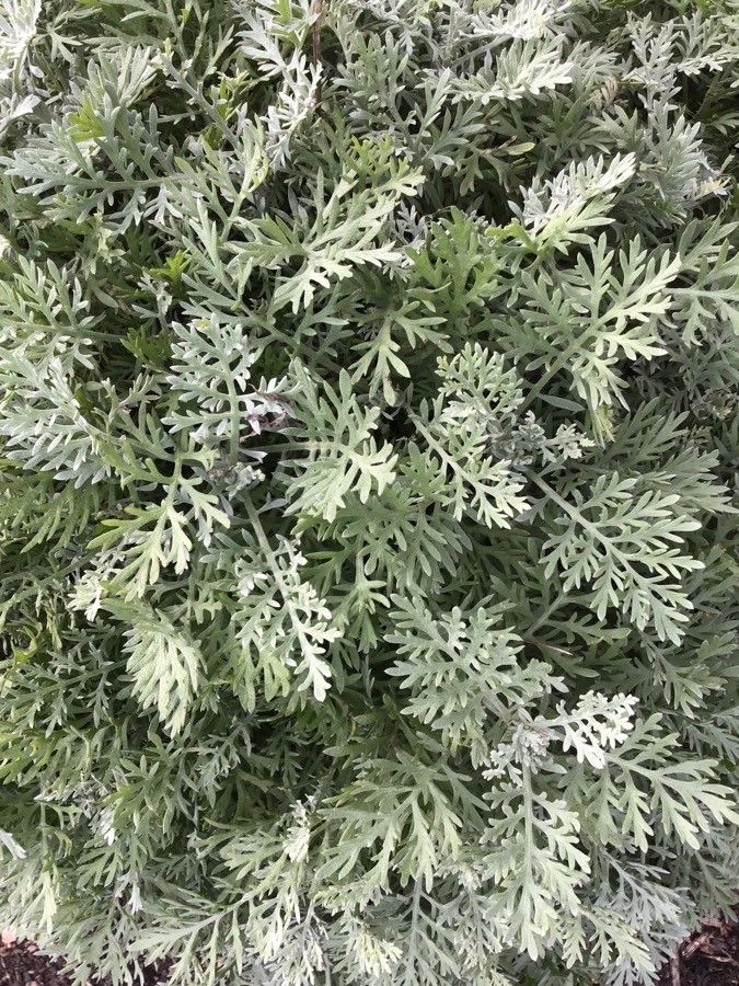 Anthemis cupaniana — search result for 'Anthemis'