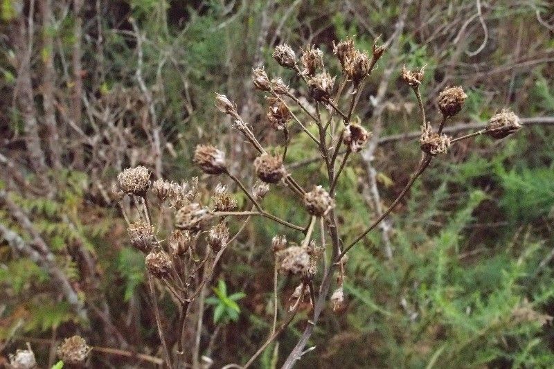 Faujasia salicifolia fruit