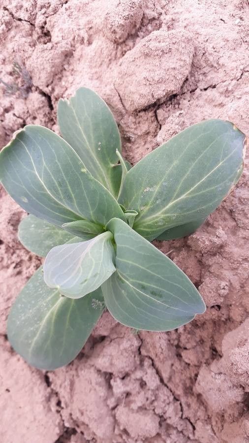 Conringia orientalis leaf