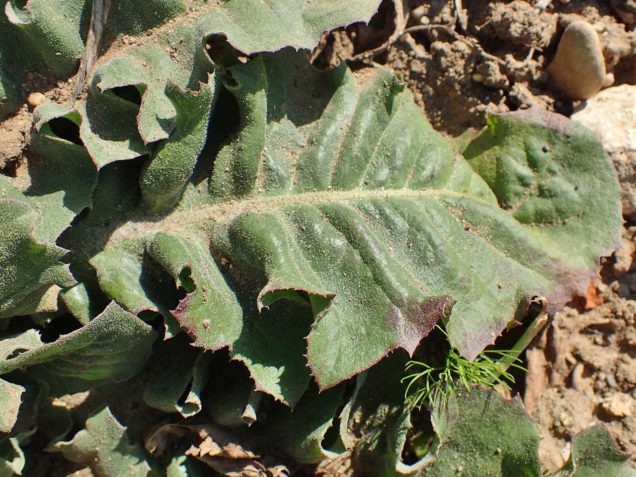 Taraxacum serotinum — search result for 'Taraxacum'