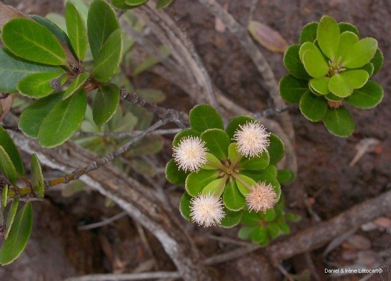 Pancheria communis flower