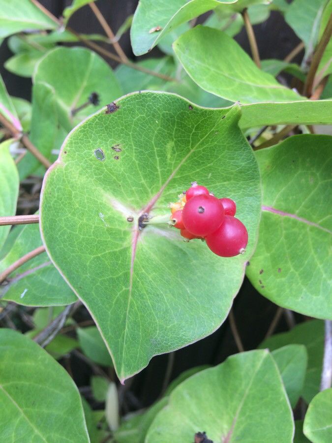 Lonicera dioica fruit