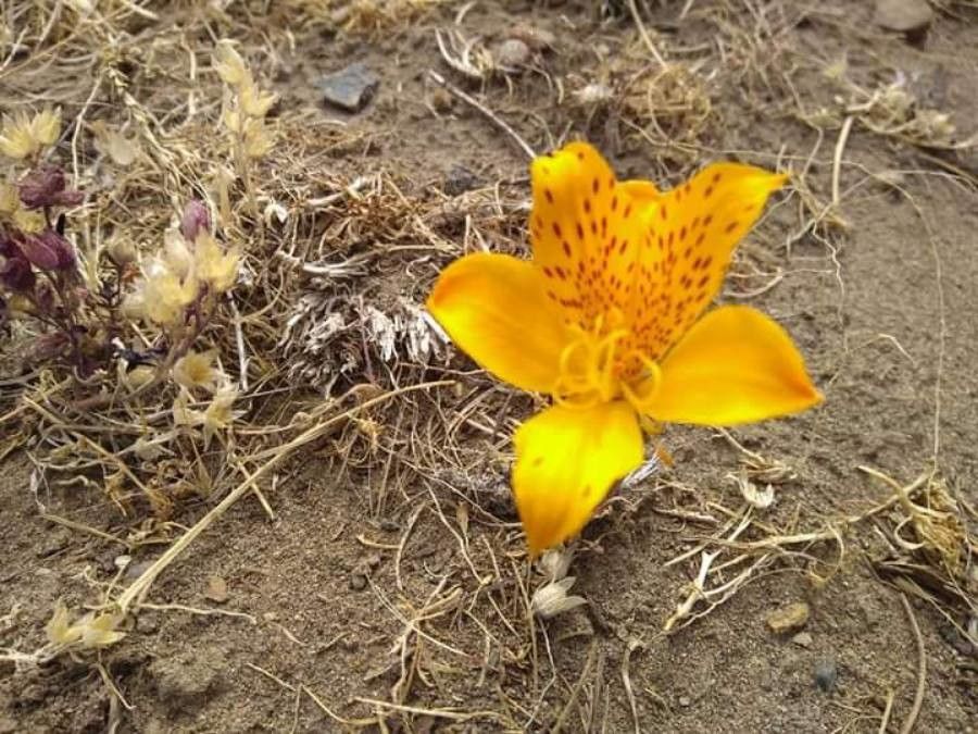 Alstroemeria patagonica — search result for 'Alstroemeriaceae'