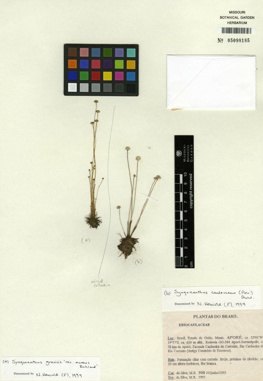Syngonanthus davidsei — houseplant care guide