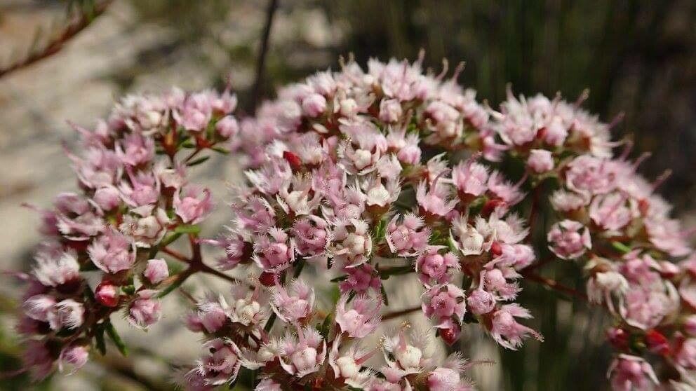 Verticordia pennigera flower