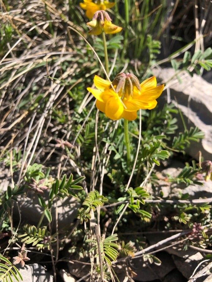Hippocrepis scorpioides flower