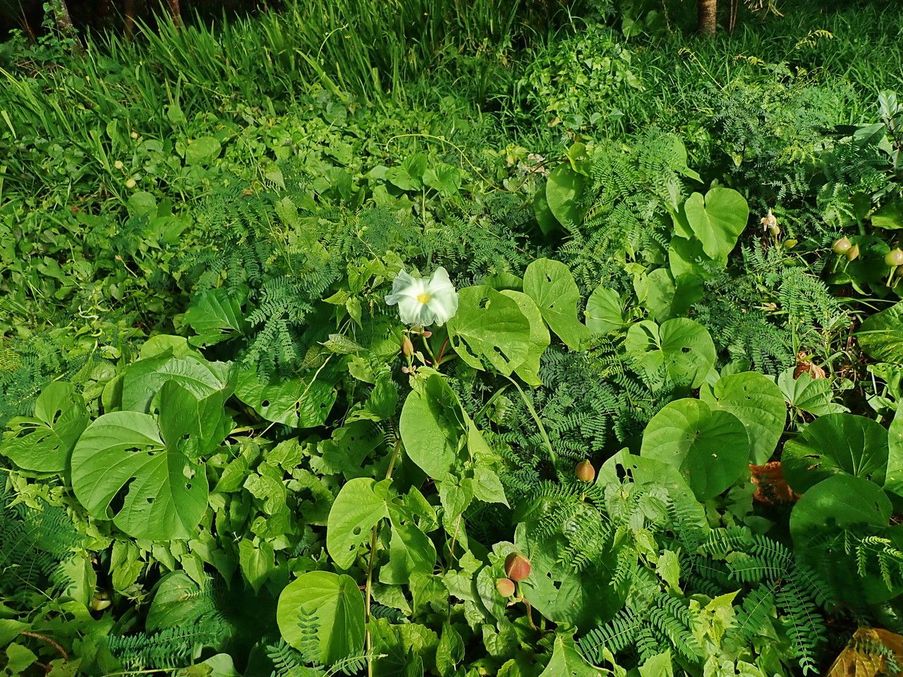 Merremia peltata habit