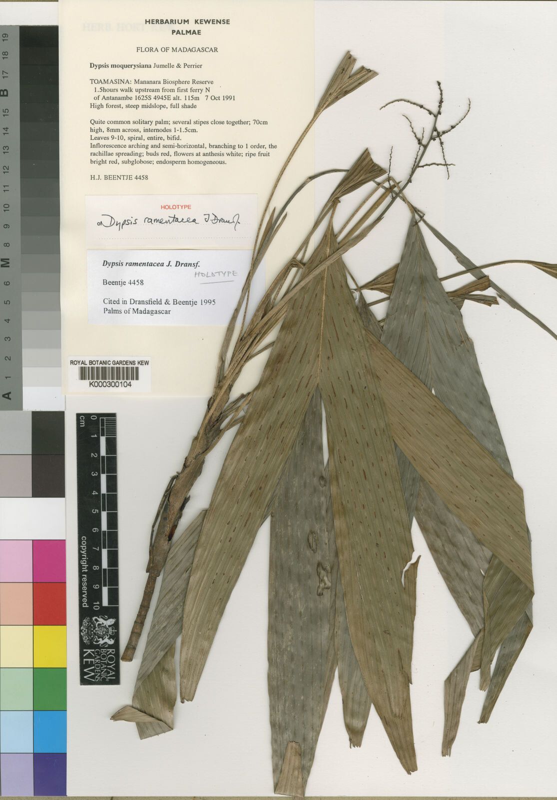 Dypsis ramentacea — houseplant care guide