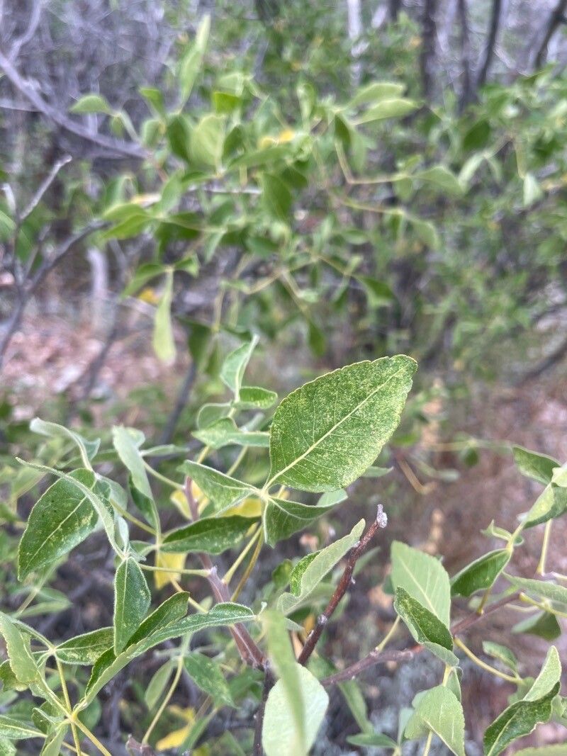 Fraxinus dipetala — search result for 'Fraxinus'