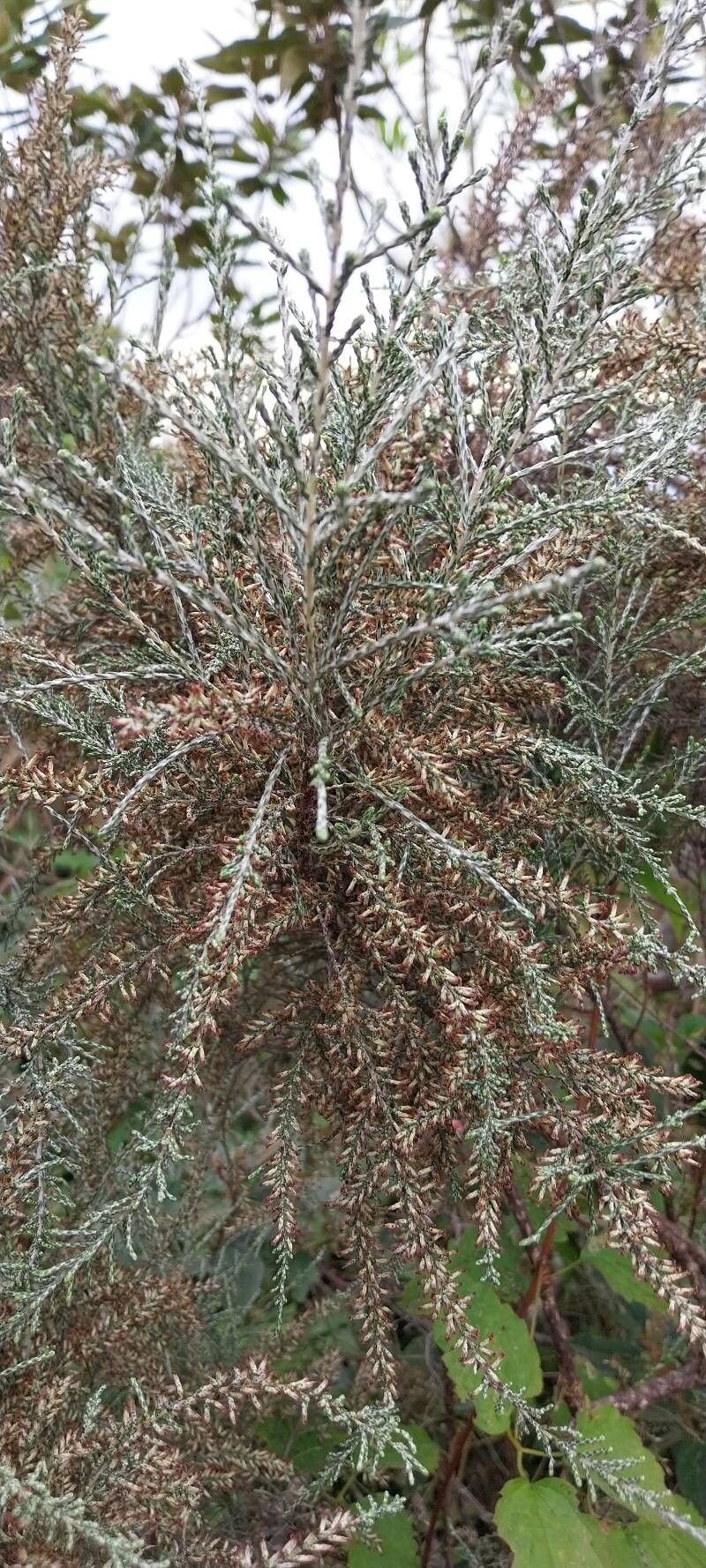 Seriphium passerinoides flower