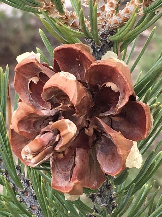 Pinus edulis fruit