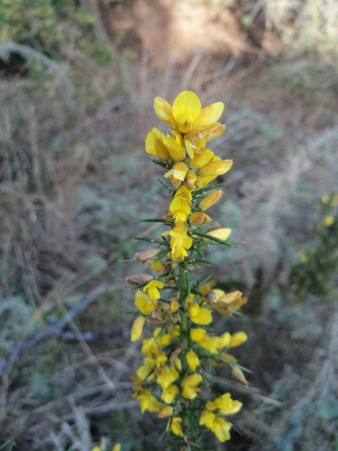 Ulex parviflorus fruit