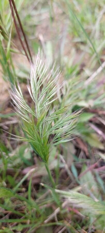 Festuca ligustica flower