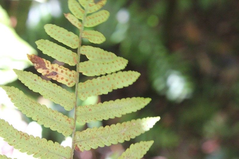 Arthropteris orientalis other