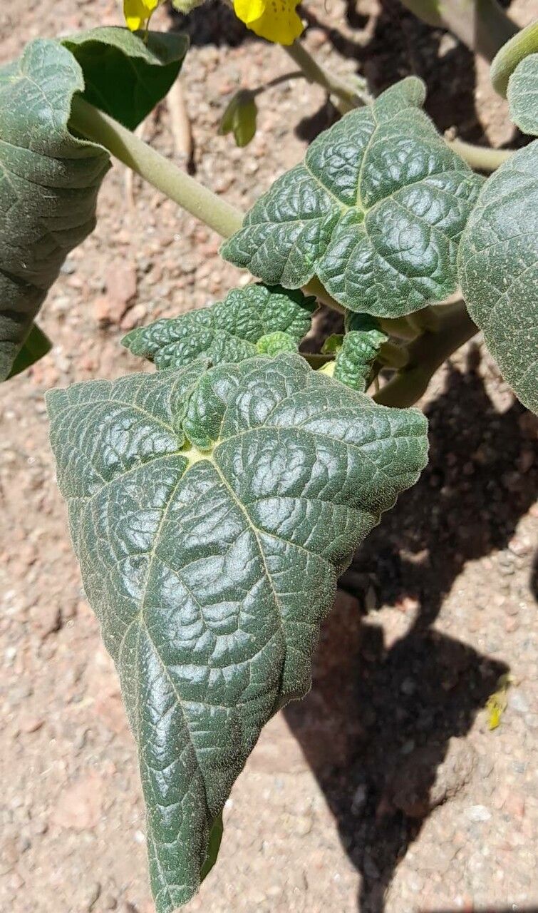 Ibicella lutea — unique fruits houseplant