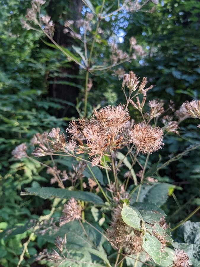 Eutrochium purpureum fruit