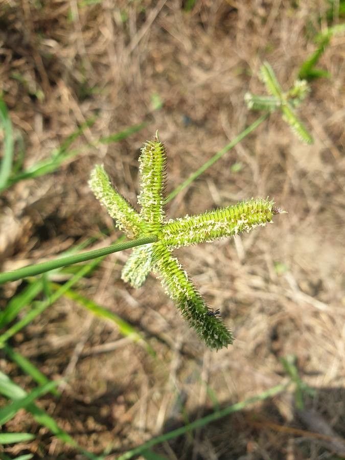 Dactyloctenium aegyptium flower