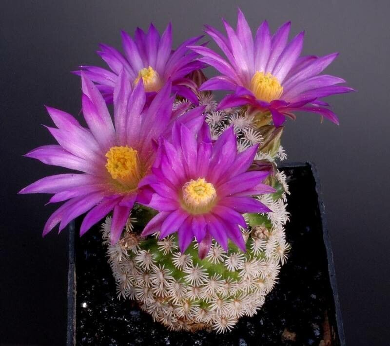 Mammillaria hernandezii habit