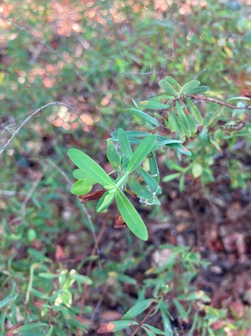 Hypericum hypericoides leaf