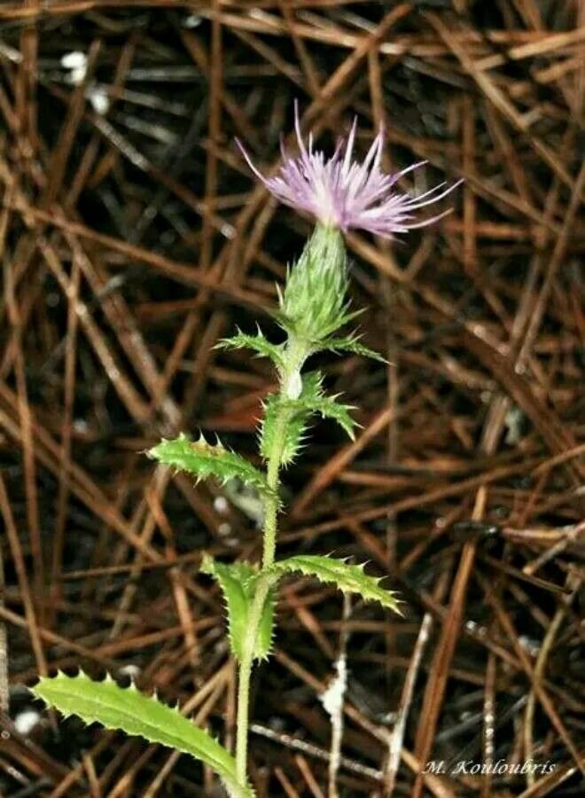 Cirsium syriacus — houseplant care guide
