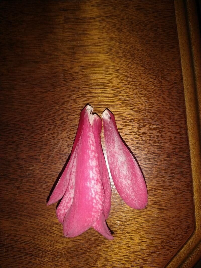 Fritillaria gentneri other