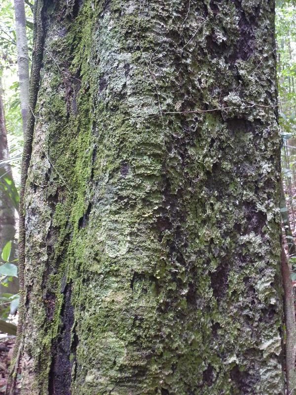 Diospyros vestita — houseplant care guide