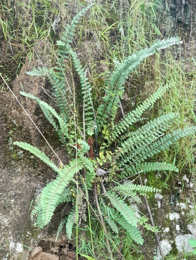 Hemionitis bonariensis habit