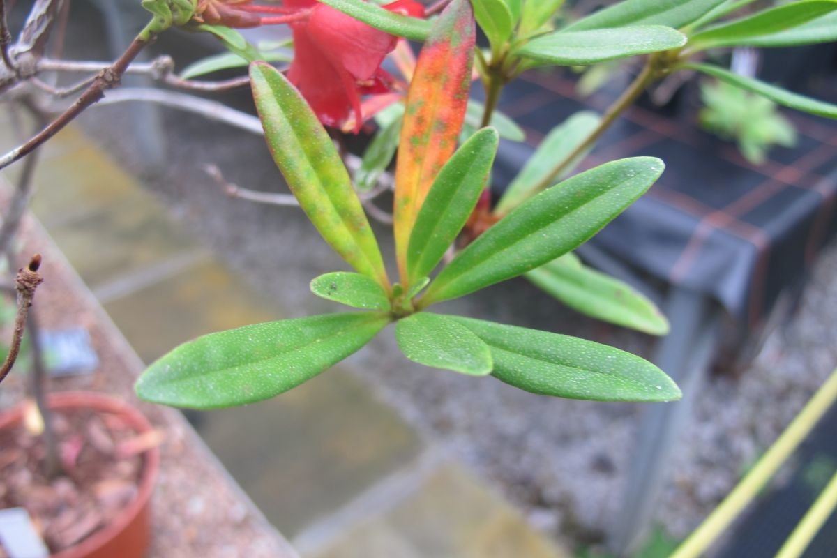 Rhododendron banghamiorum — houseplant care guide