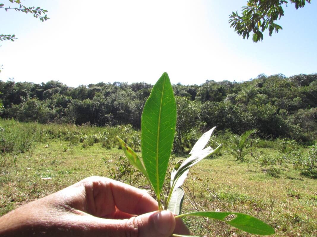 Aspidosperma olivaceum leaf