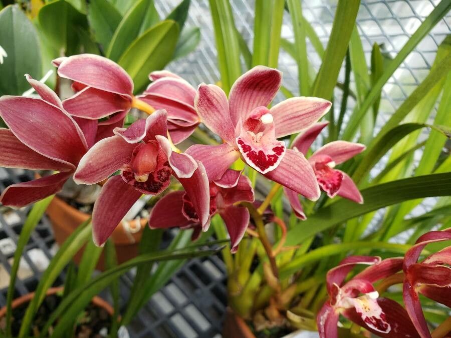 Cymbidium floribundum — search result for 'Cymbidium'