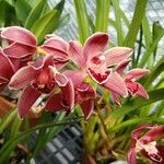 Cymbidium floribundum