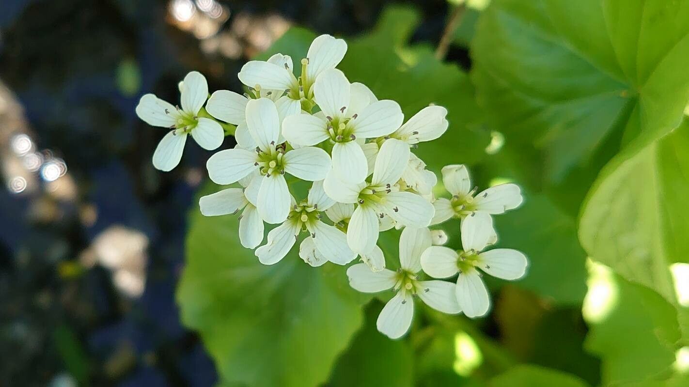 Cardamine asarifolia flower