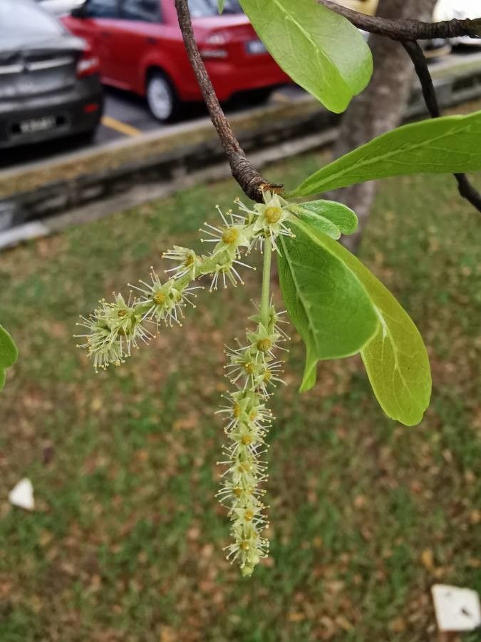 Terminalia mantaly flower