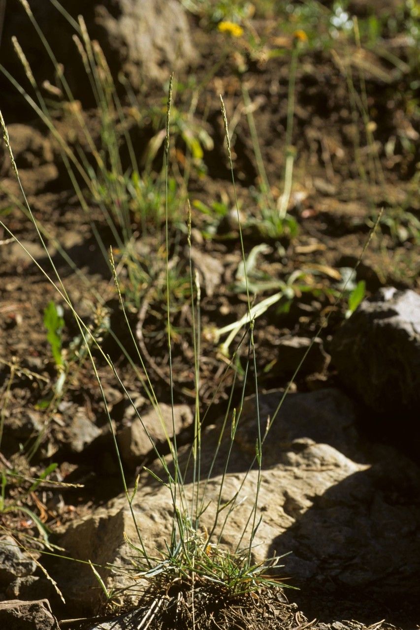 Poa curtifolia habit