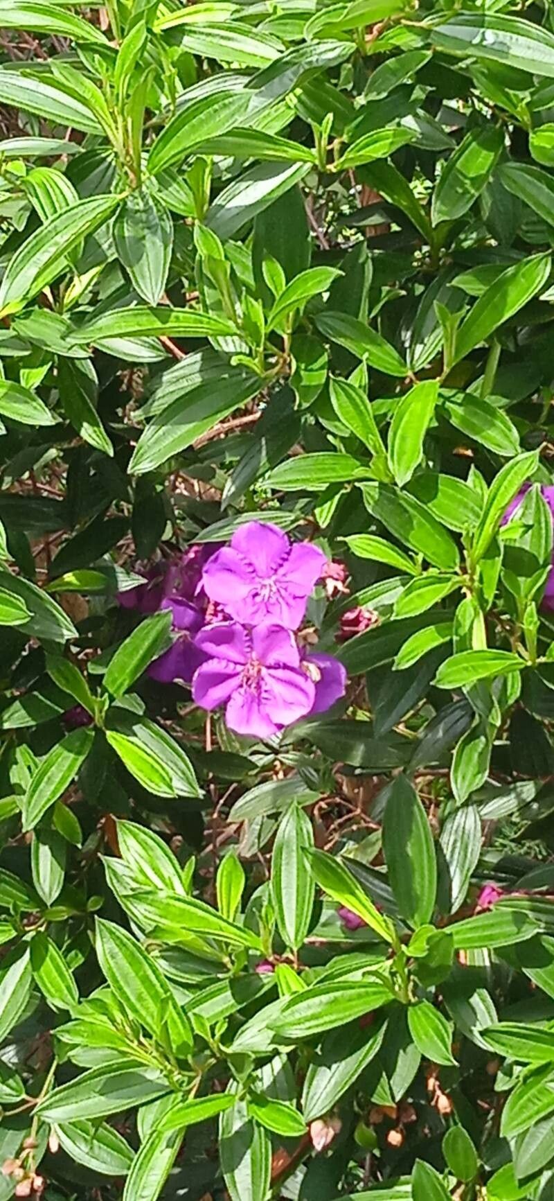 Pleroma granulosum flower
