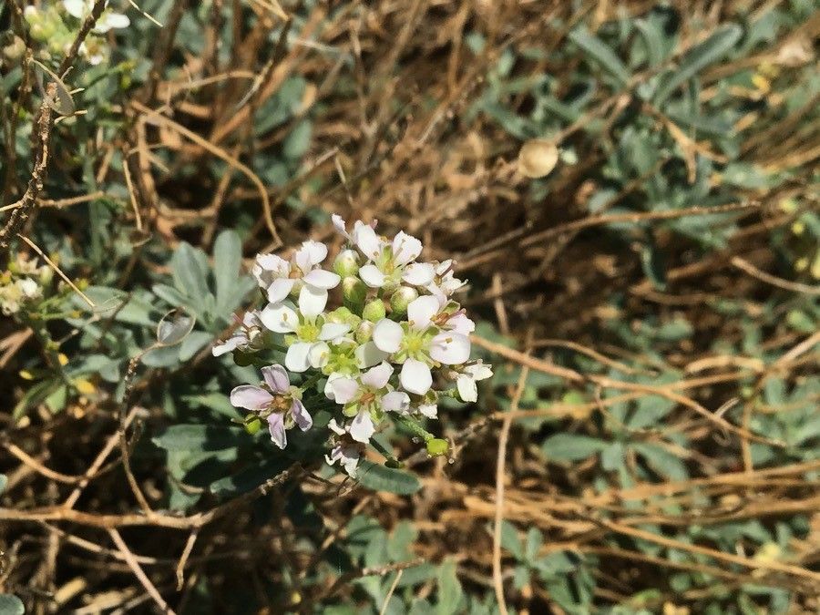 Ptilotrichum halimifolium flower