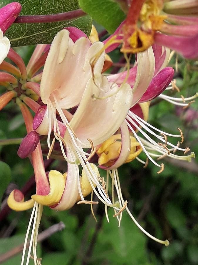 Lonicera etrusca flower